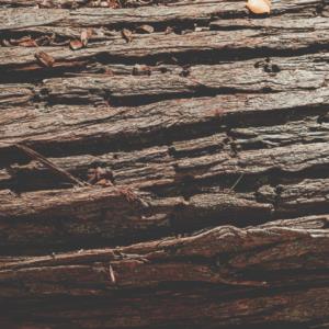 Wooden - Trees  Ahşap - Ağaçlar F1348