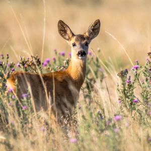 Animals  Hayvanlar F1432