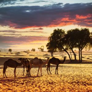 Animals  Hayvanlar F1444