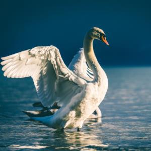 Animals  Hayvanlar F1447