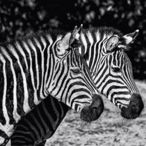 Animals  Hayvanlar F1448