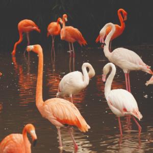 Animals  Hayvanlar F1450