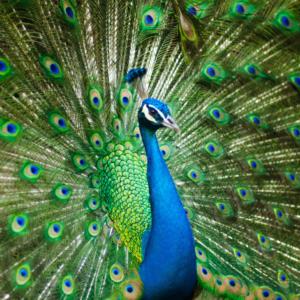 Animals  Hayvanlar F1458