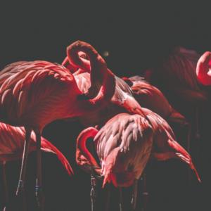Animals  Hayvanlar F1459