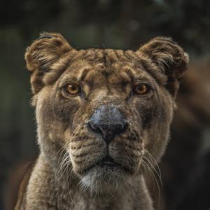 Animals  Hayvanlar F1460